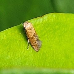 Pigritia