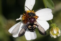 Triepeolus rufithorax