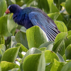 Porphyrio martinica