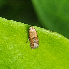 Pigritia