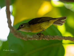 Anthreptes malacensis
