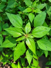 Acalypha rhomboidea