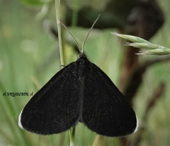 Odezia atrata
