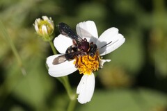 Triepeolus rufithorax