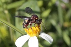 Triepeolus rufithorax