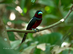 Cymbirhynchus macrorhynchos