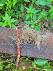 Acalypha rhomboidea