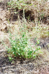 Artemisia vulgaris