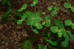 Euphorbia micractina