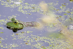 Lithobates catesbeianus