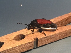 Stictoleptura canadensis