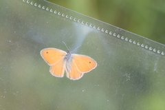 Coenonympha pamphilus