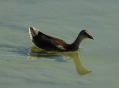 Gallinula chloropus