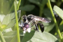 Isodontia