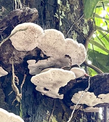 Ganoderma applanatum