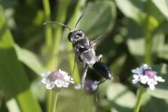 Isodontia