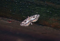 Parapoynx obscuralis