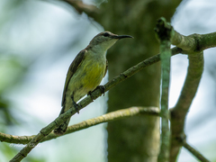 Leptocoma calcostetha