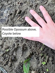 Didelphis virginiana