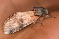Ianassa pallida