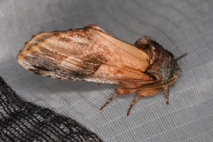Ianassa pallida