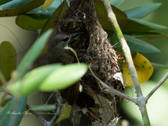 Leptocoma calcostetha