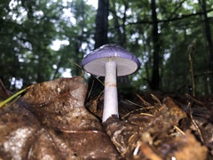 Cortinarius iodes