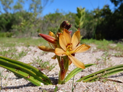 Wachendorfia multiflora