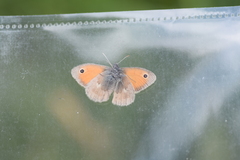 Coenonympha pamphilus