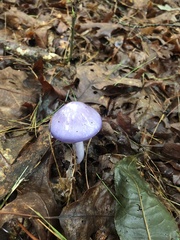 Cortinarius iodes