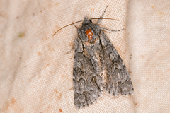 Acronicta