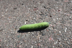 Smerinthus ocellata
