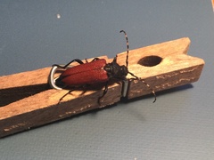 Stictoleptura canadensis