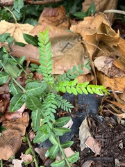 Gleditsia triacanthos