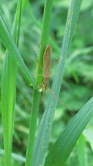 Protenor belfragei
