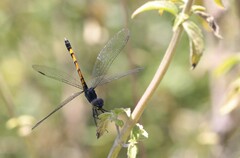 Erythrodiplax berenice