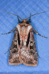 Agrotis vancouverensis