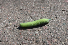 Smerinthus ocellata