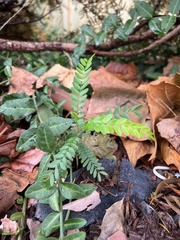 Gleditsia triacanthos
