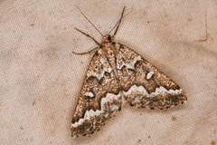 Caripeta divisata