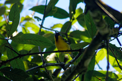 Pteruthius intermedius