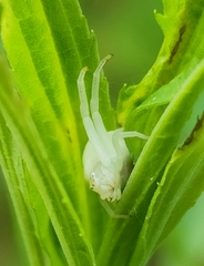 Misumena vatia