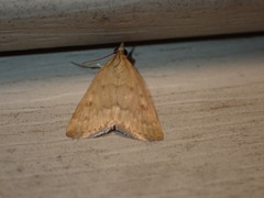 Pyraustini
