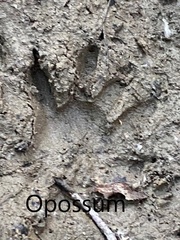 Didelphis virginiana