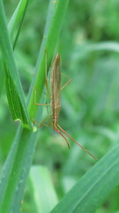 Protenor belfragei