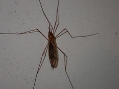 Nephrotoma