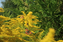 Thecla betulae