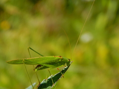 Phaneroptera falcata