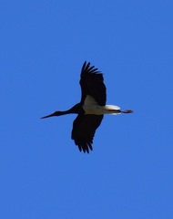Ciconia nigra