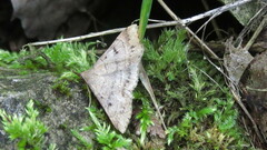 Renia flavipunctalis